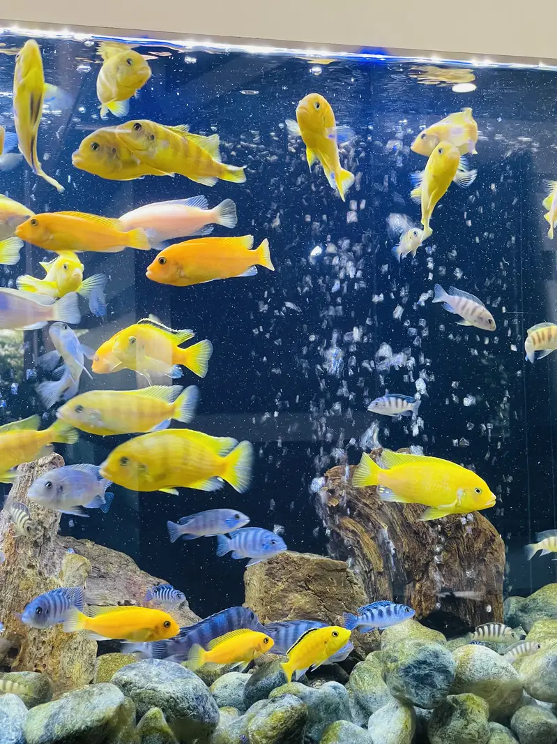 Cichlids Fishes — photo 3