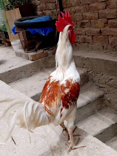 Aseel Cross Murga