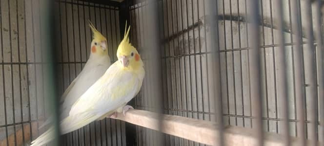 cocktail parrot