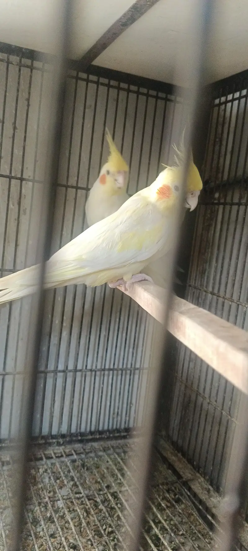 cocktail parrot — photo 2