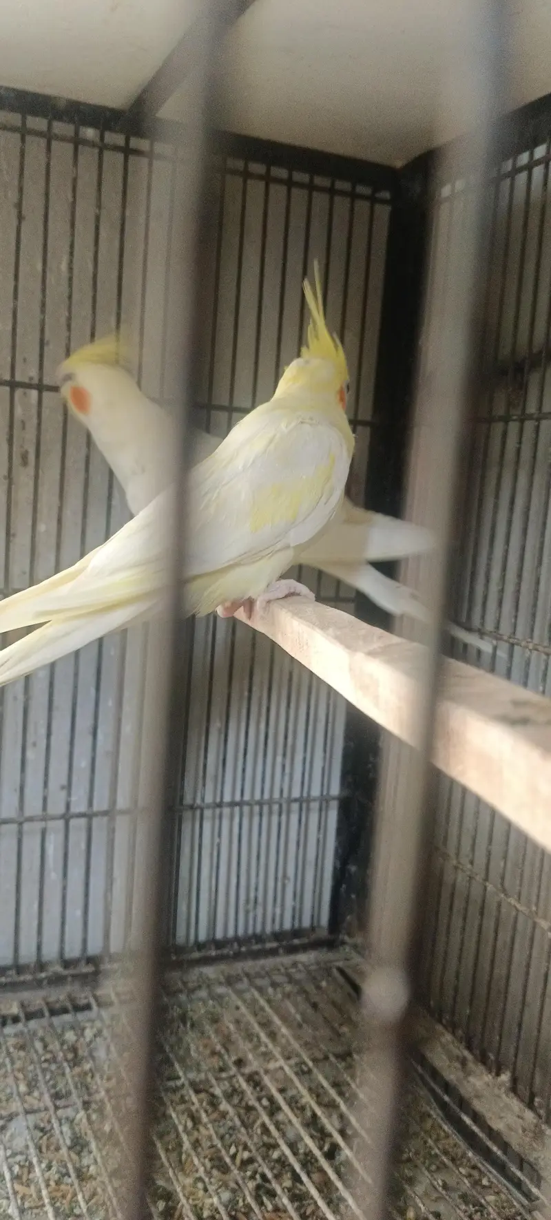 cocktail parrot — photo 3