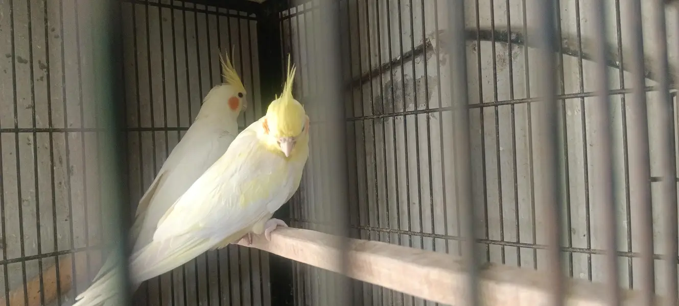 cocktail parrot — photo 4