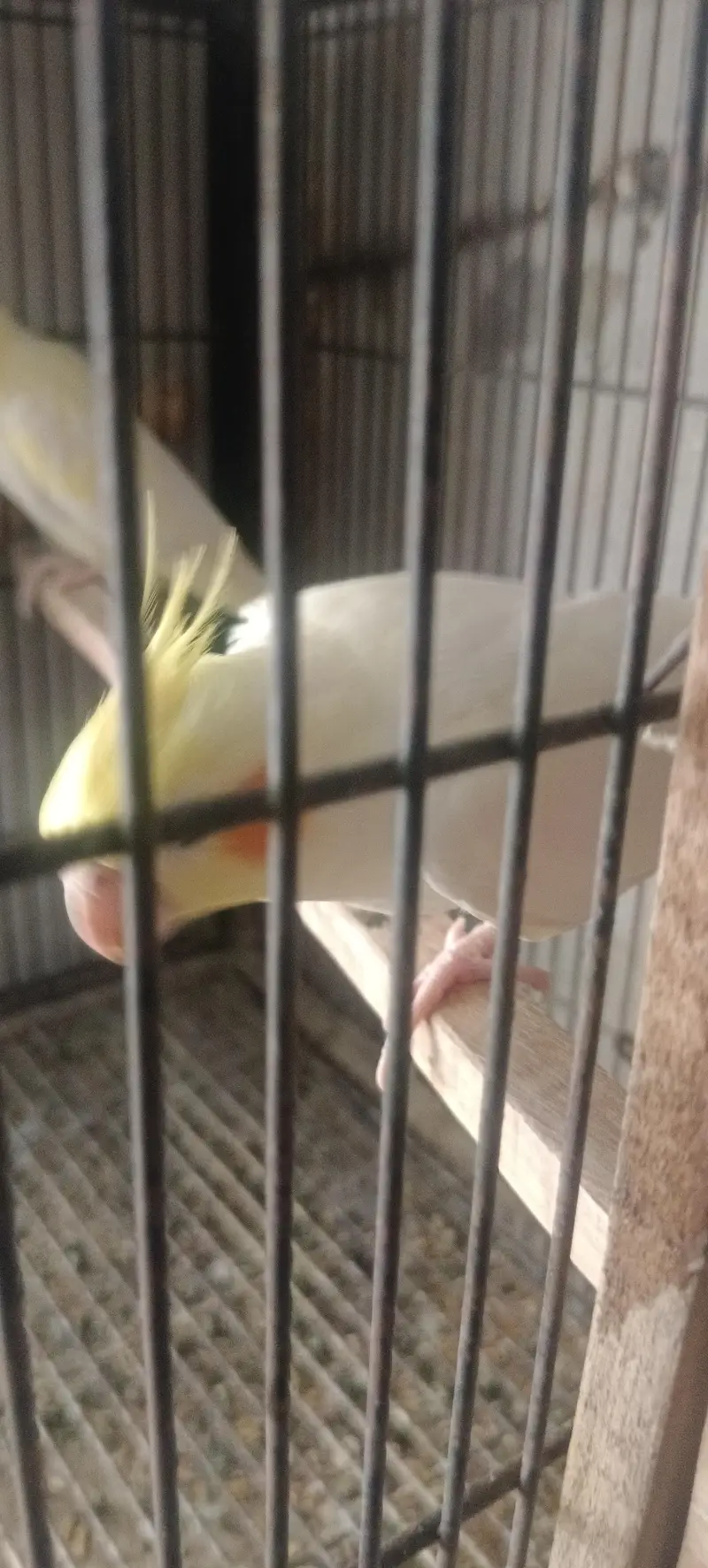 cocktail parrot — photo 5