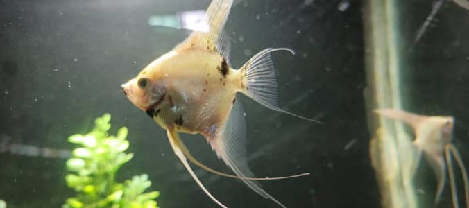 angel fish, aquarium decoration