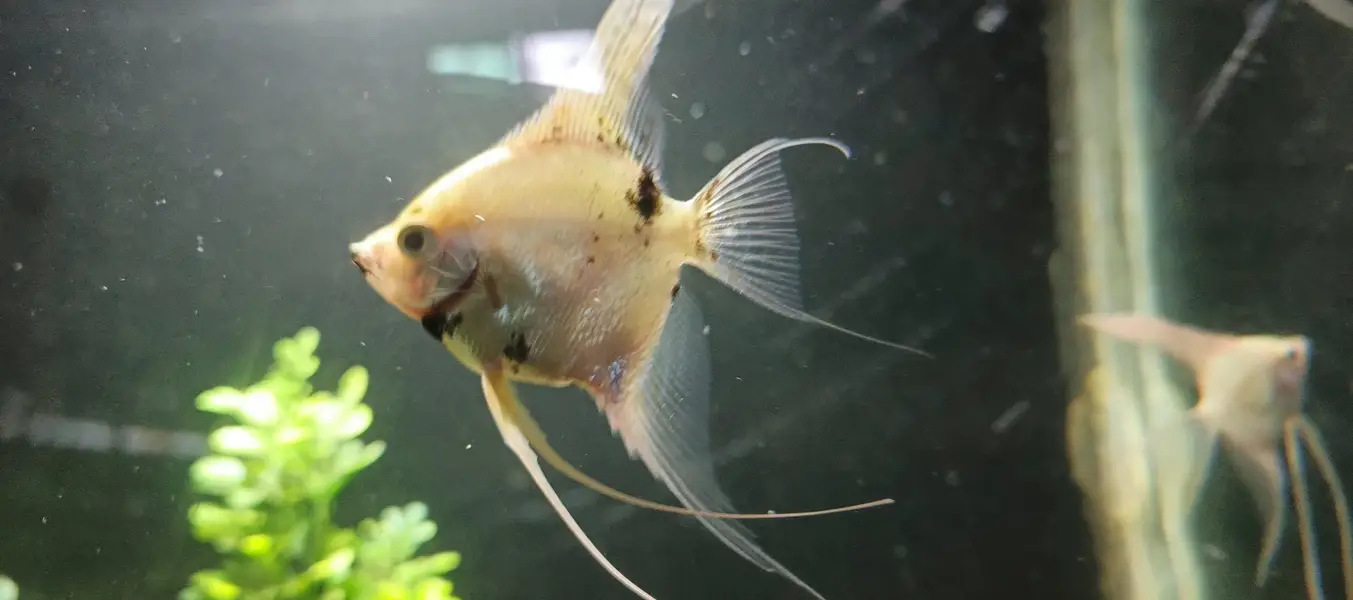 angel fish, aquarium decoration