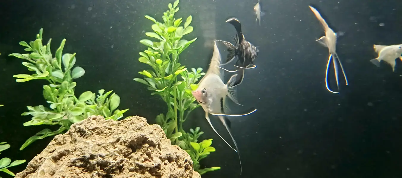 angel fish, aquarium decoration — photo 2