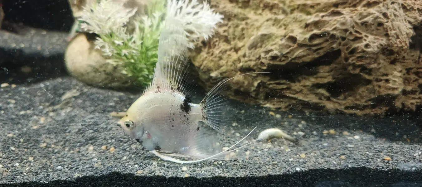 angel fish, aquarium decoration — photo 3