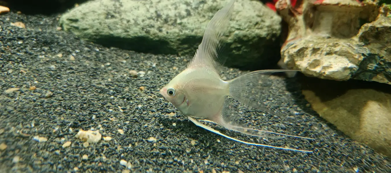 angel fish, aquarium decoration — photo 4