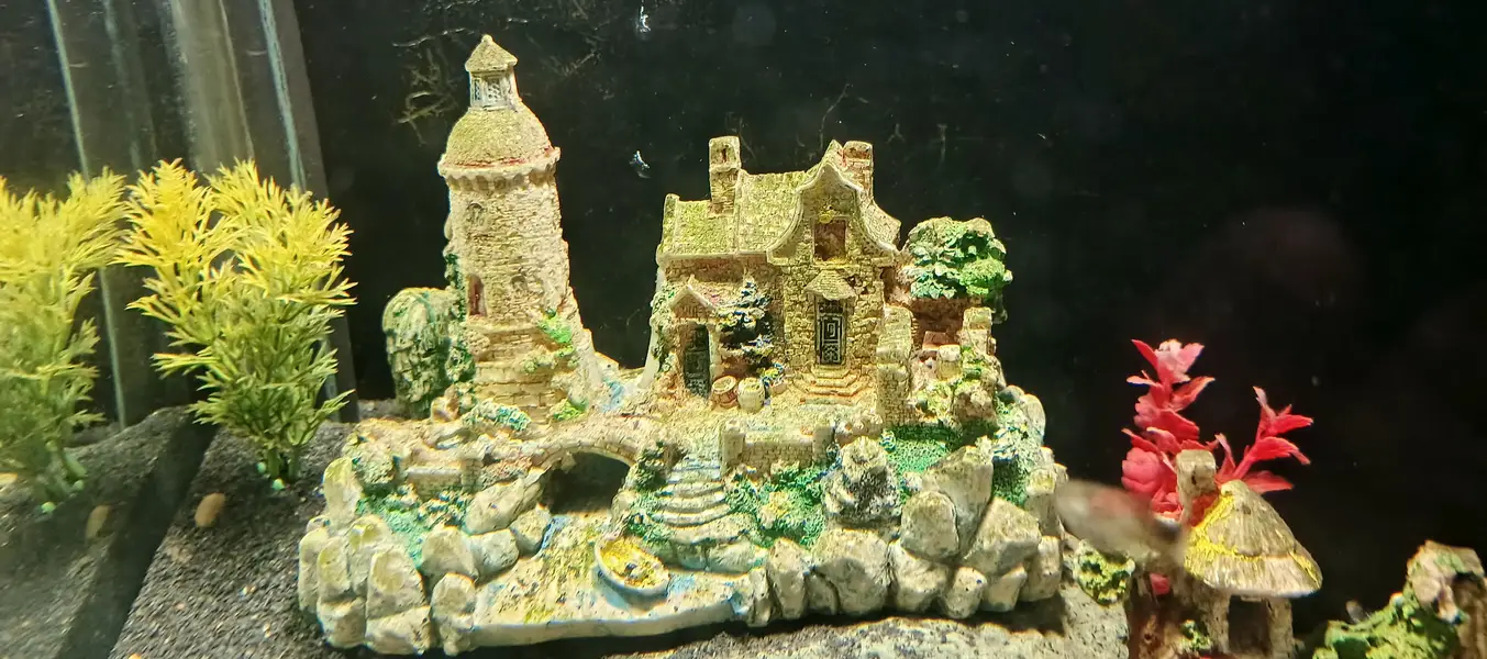 angel fish, aquarium decoration — photo 5
