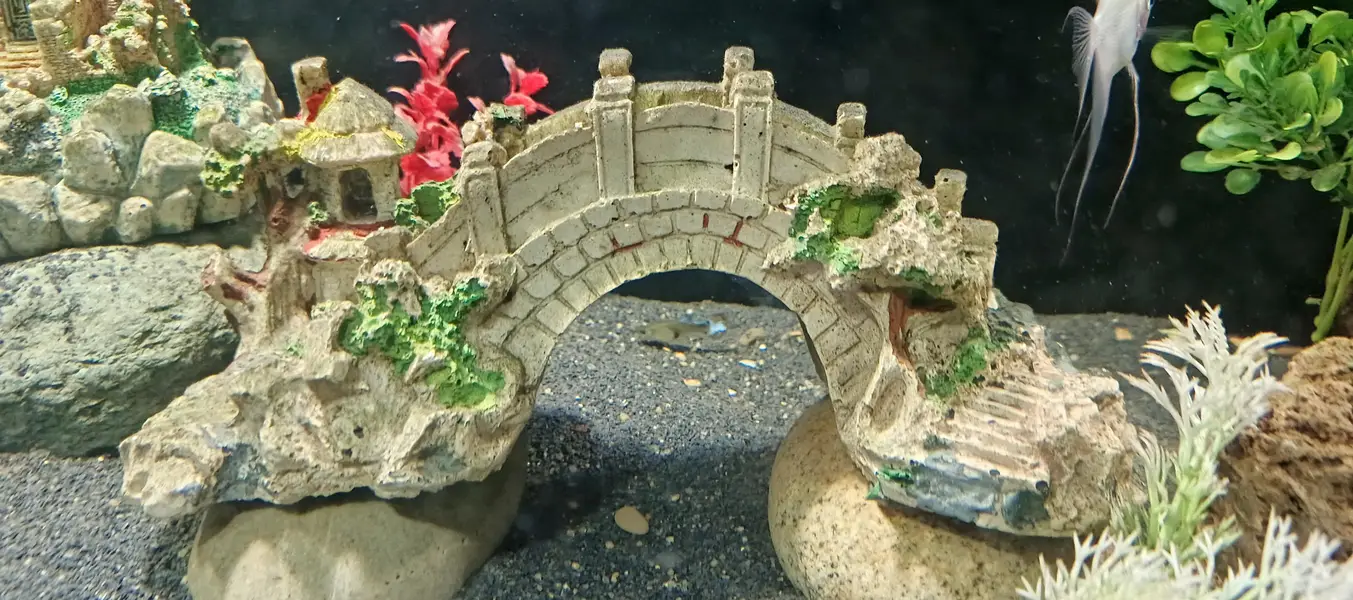 angel fish, aquarium decoration — photo 6