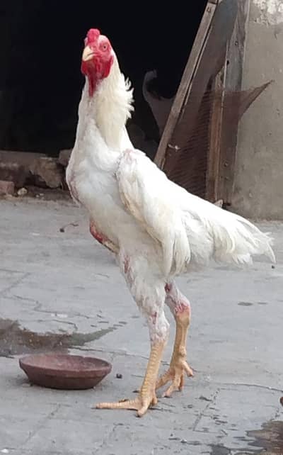O Shamo Chick