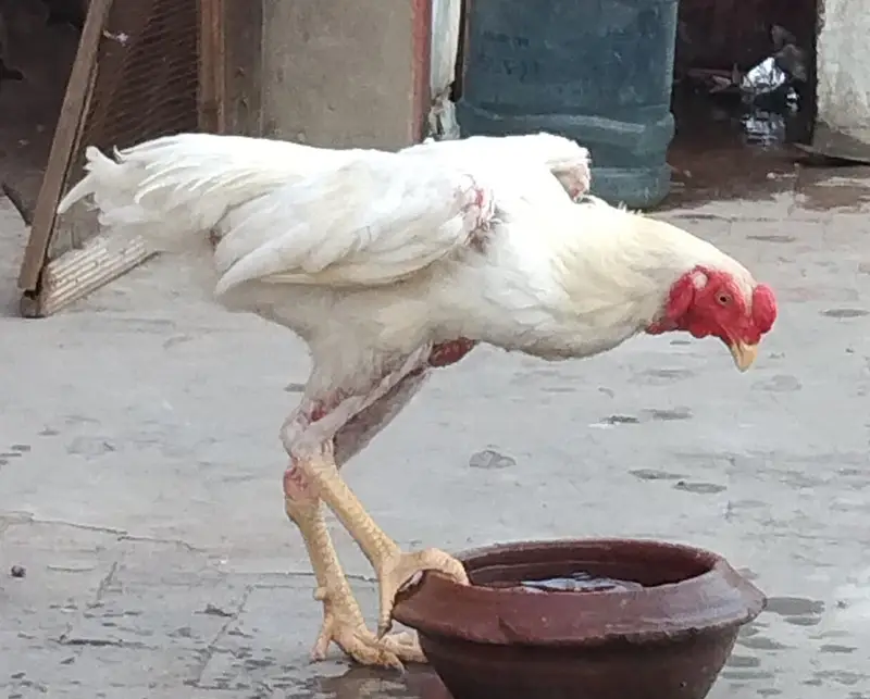 O Shamo Chick — photo 2