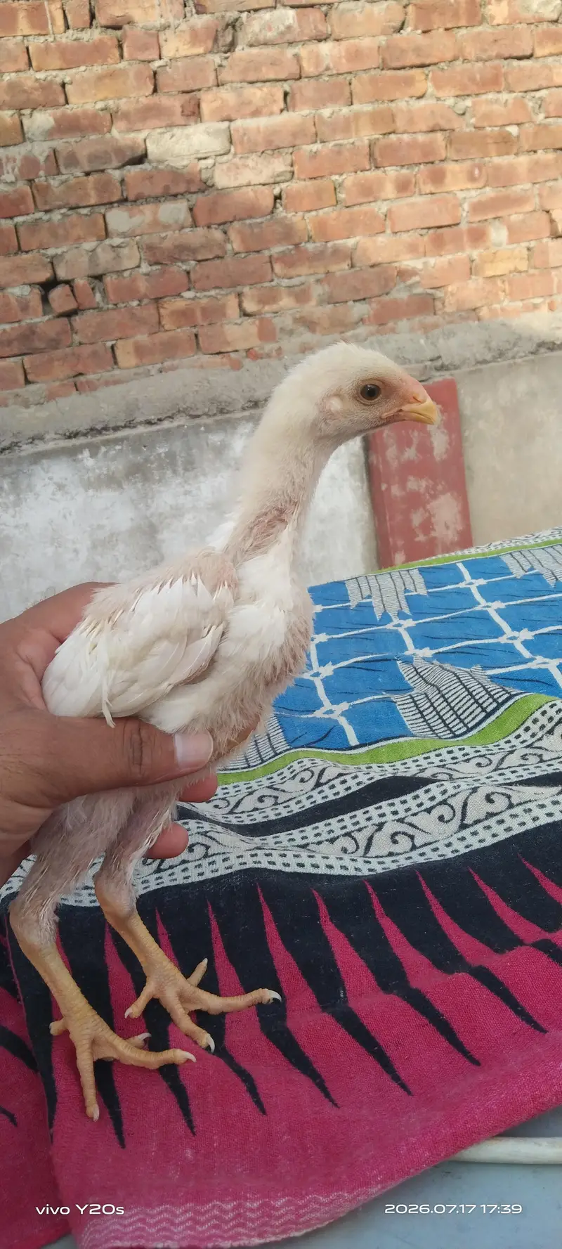 O Shamo Chick — photo 3