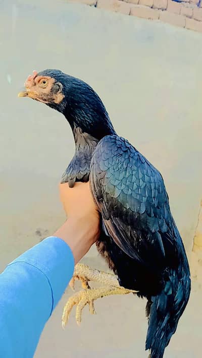 aseel hen