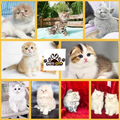 Persian British shorthair ragdoll munchkin maincoon cats kittens
