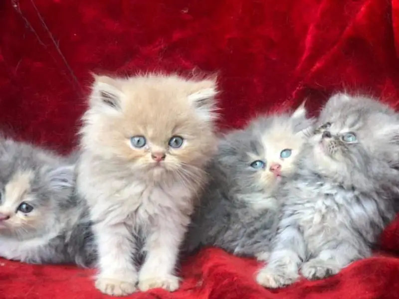 Persian British shorthair ragdoll munchkin maincoon cats kittens — photo 2