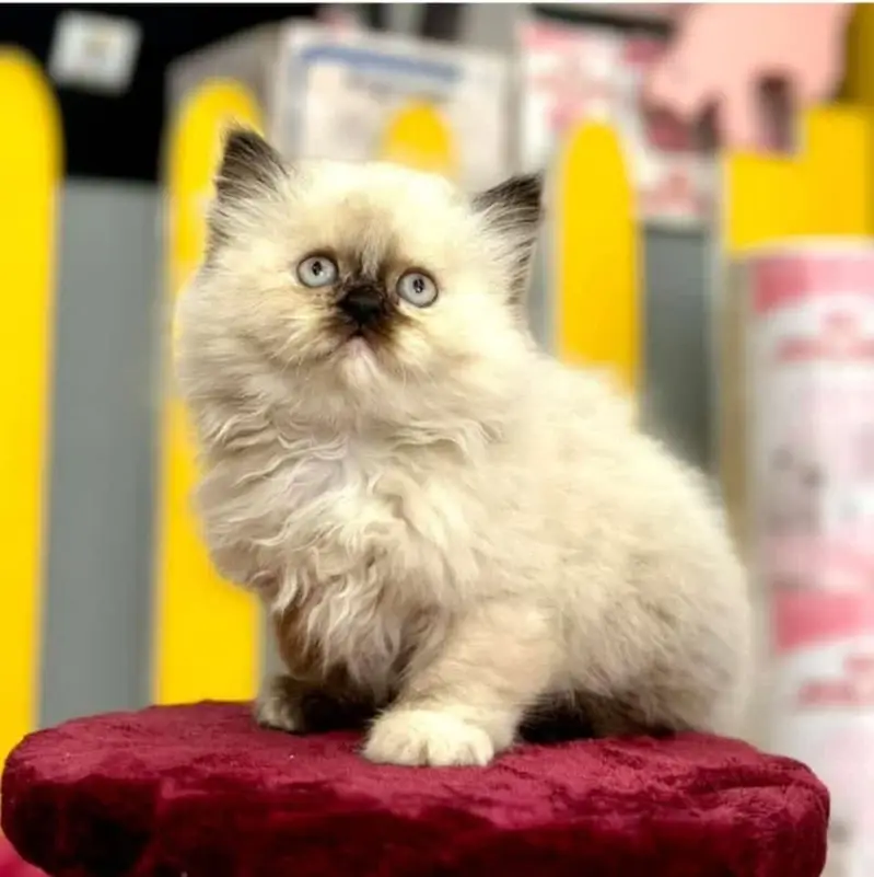 Persian British shorthair ragdoll munchkin maincoon cats kittens — photo 4