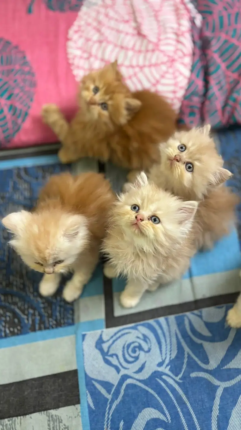 Persian British shorthair ragdoll munchkin maincoon cats kittens — photo 8