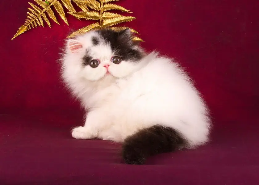 Persian British shorthair ragdoll munchkin maincoon cats kittens — photo 9