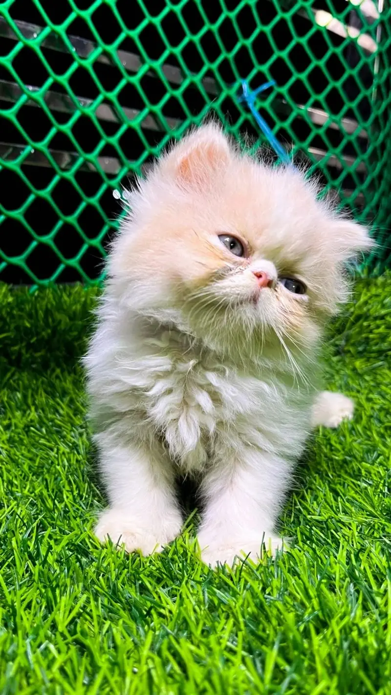 Persian British shorthair ragdoll munchkin maincoon cats kittens — photo 10