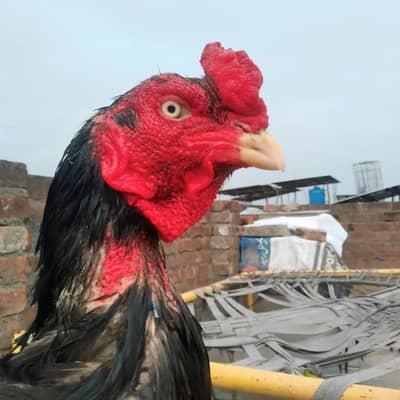 Healthy Aseel Rooster for Sale – Well Maintained