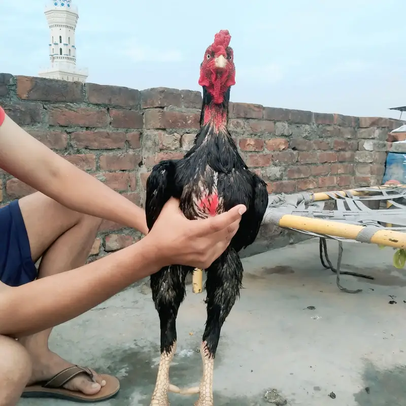Healthy Aseel Rooster for Sale – Well Maintained — photo 2