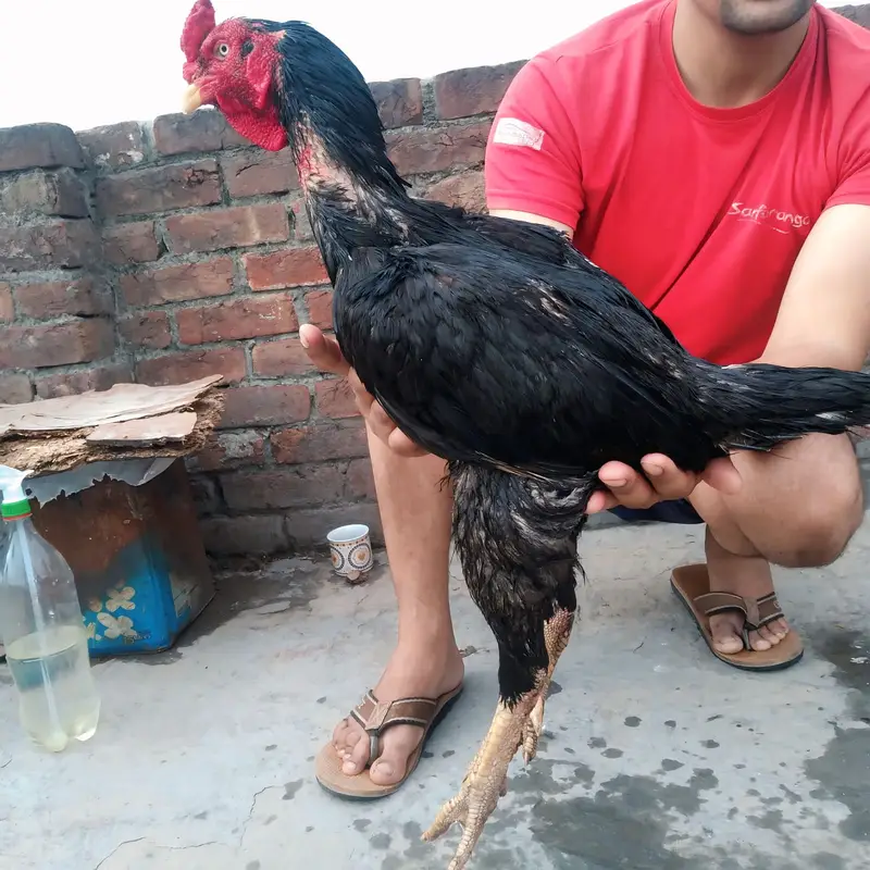 Healthy Aseel Rooster for Sale – Well Maintained — photo 3