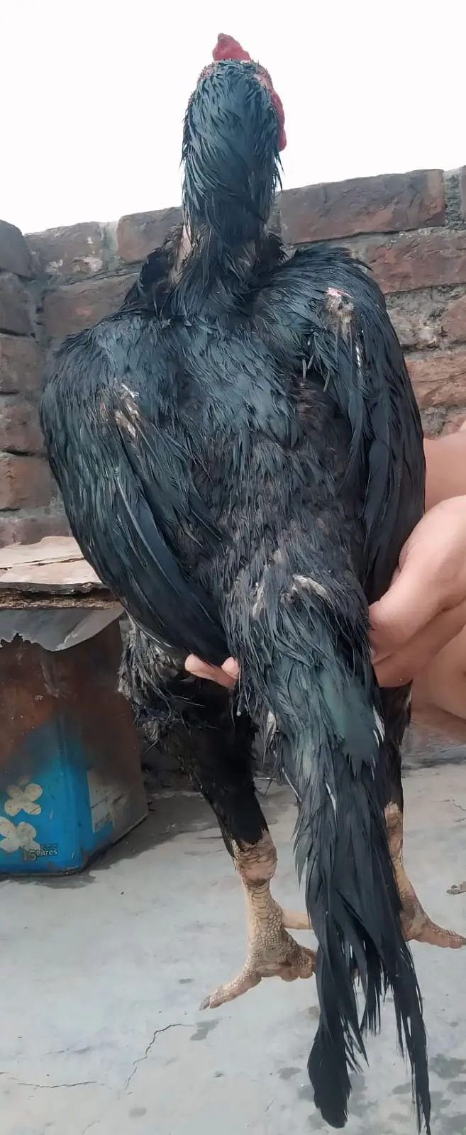 Healthy Aseel Rooster for Sale – Well Maintained — photo 4
