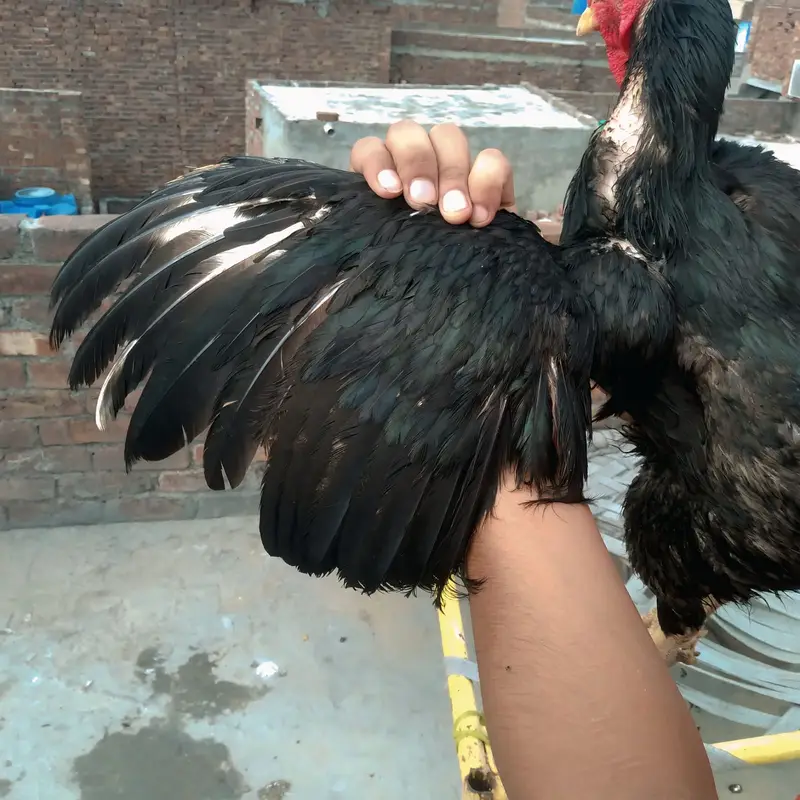 Healthy Aseel Rooster for Sale – Well Maintained — photo 5