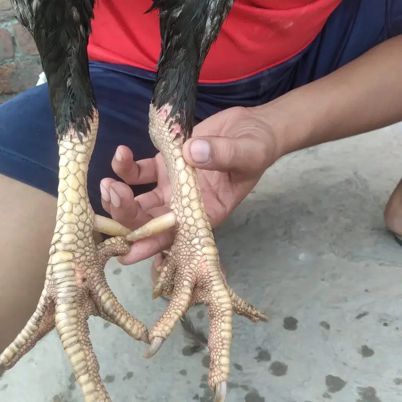 Healthy Aseel Rooster for Sale – Well Maintained — photo 6
