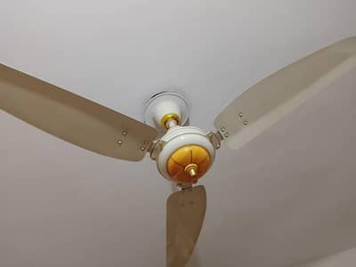 ceiling fan royal fan cooper fan