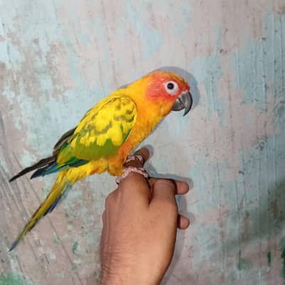 sun conure