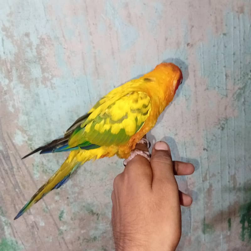 sun conure 1