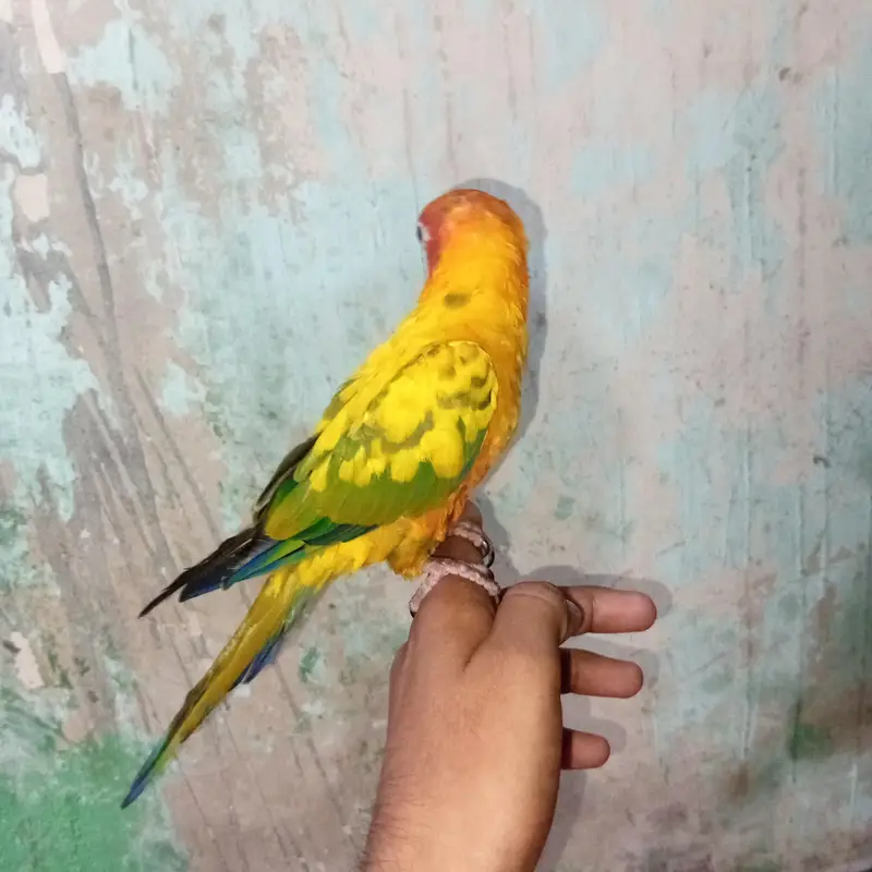 sun conure — photo 3