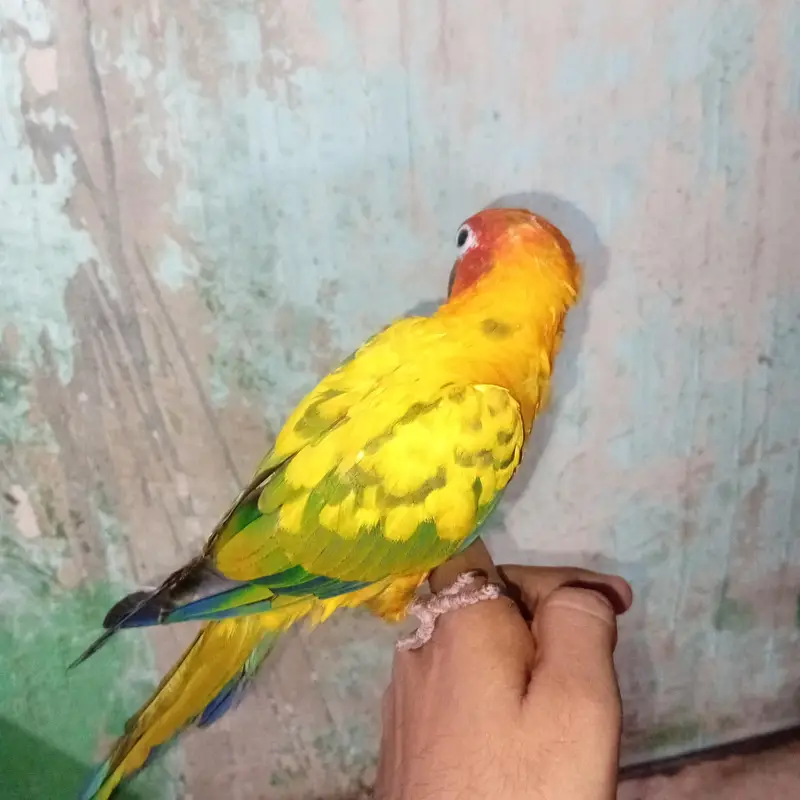 sun conure — photo 4