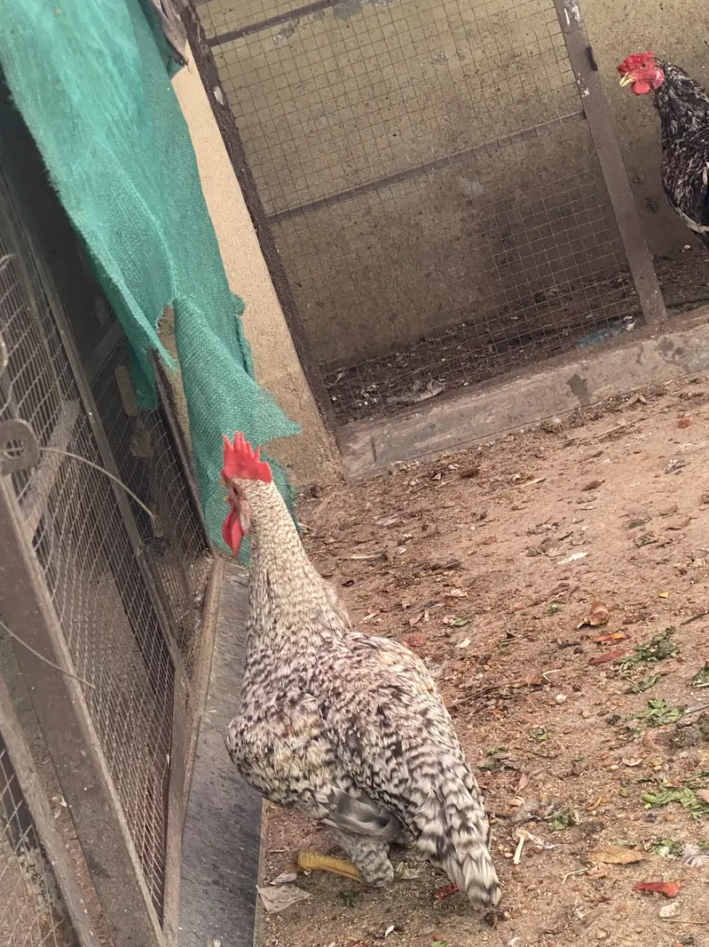 3 murghai 1 murgi — photo 2