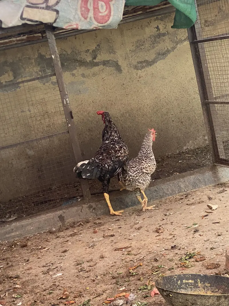 3 murghai 1 murgi — photo 3