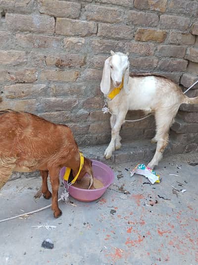 Goat Pair Male And Female