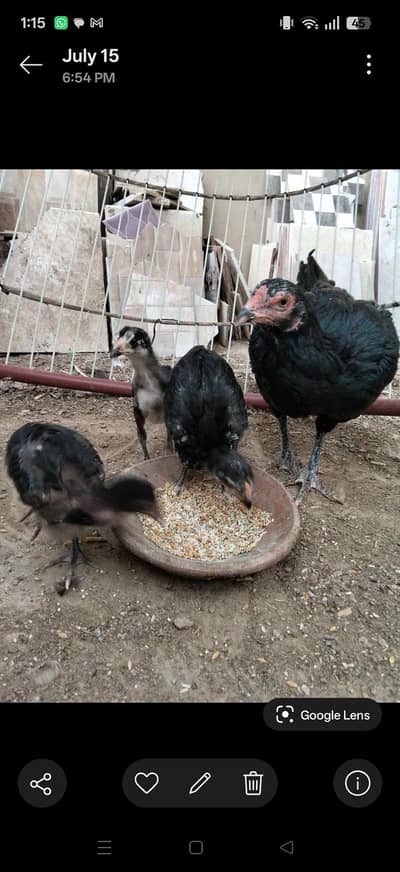 hens for sale with chicks