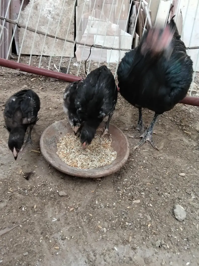 hens for sale with chicks — photo 2