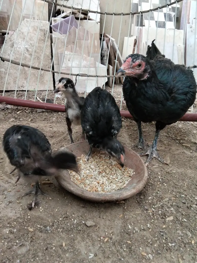 hens for sale with chicks — photo 3