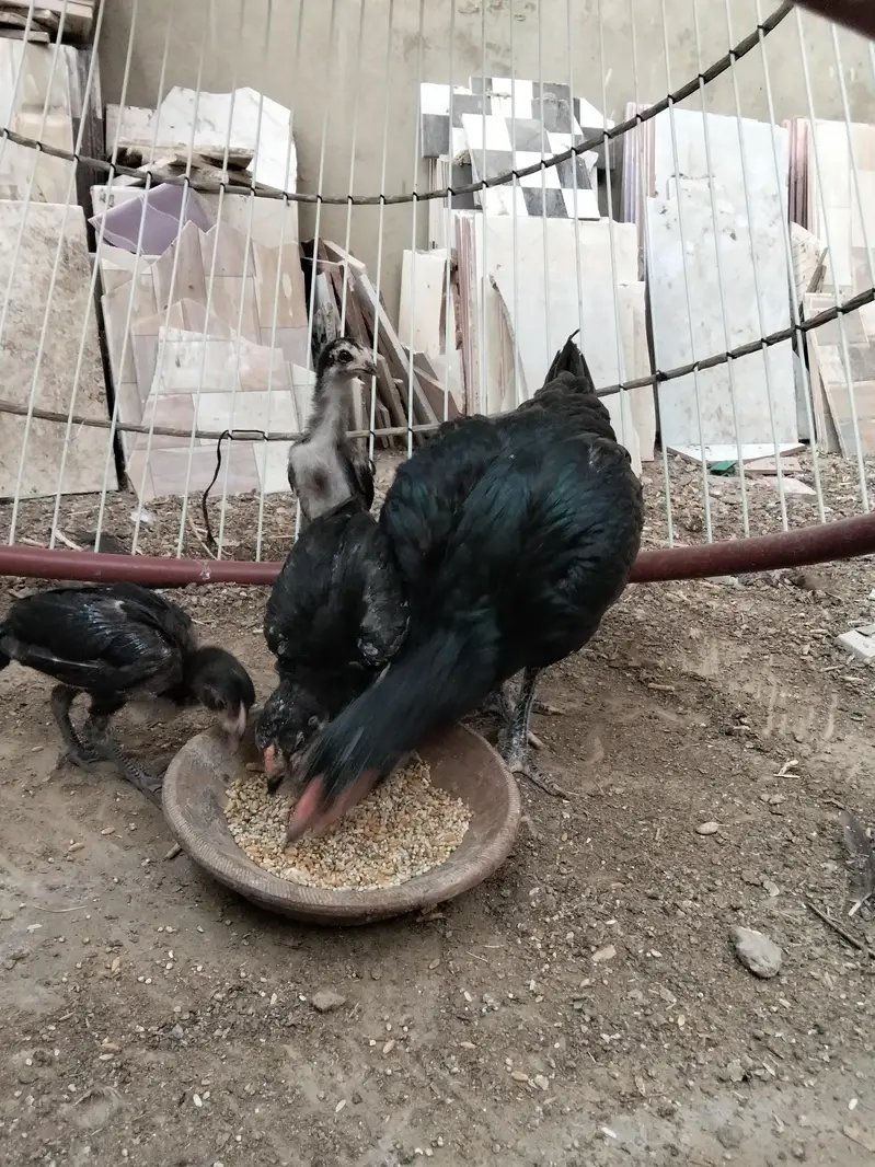 hens for sale with chicks — photo 4
