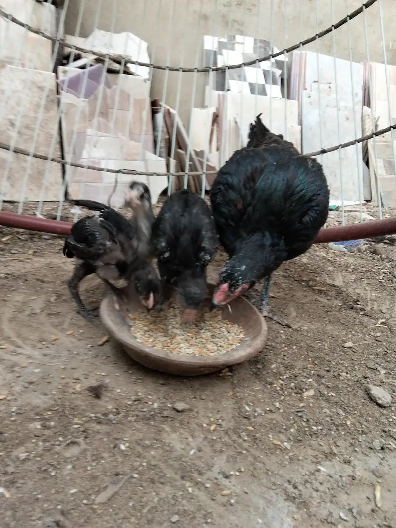 hens for sale with chicks — photo 5