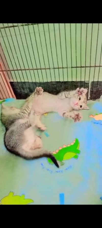 kittens