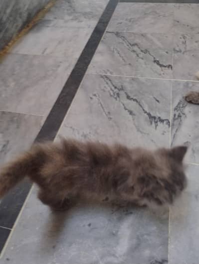 cats baby available