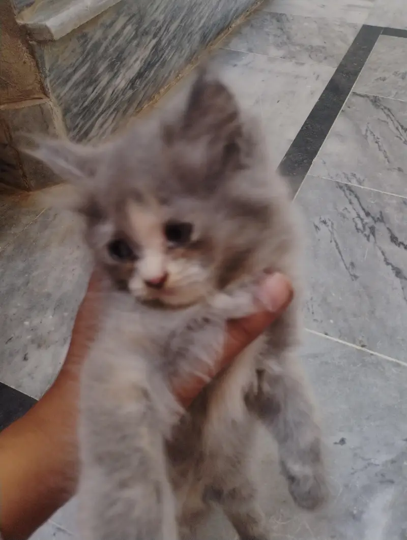 cats baby available — photo 2