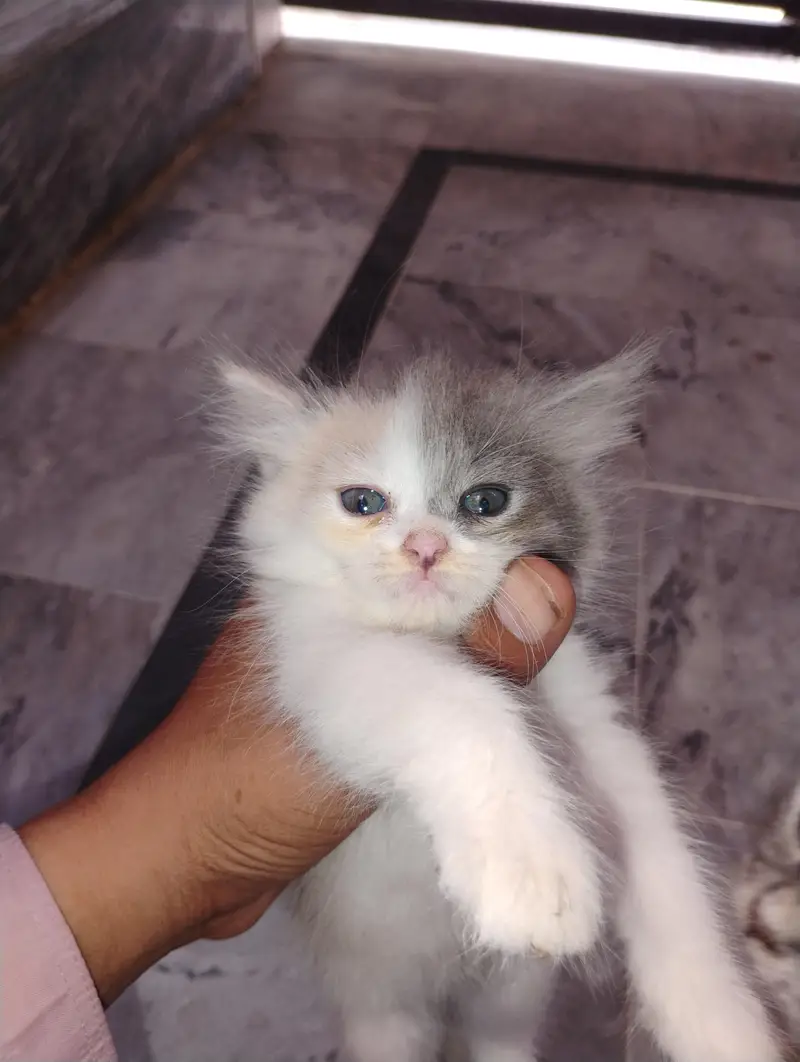 cats baby available — photo 3