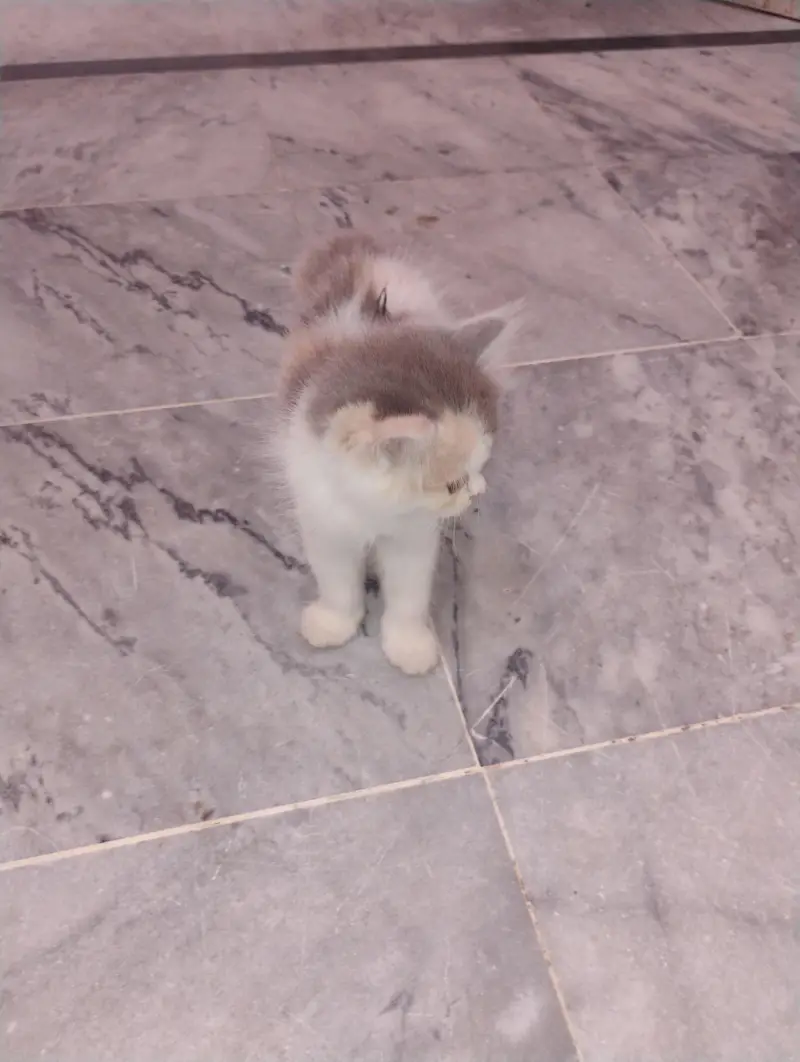cats baby available — photo 4