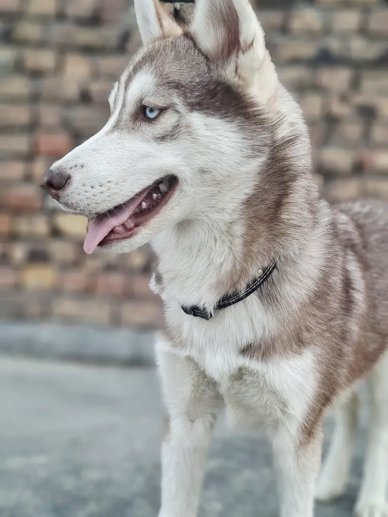 Urgent sale krni h — photo 2