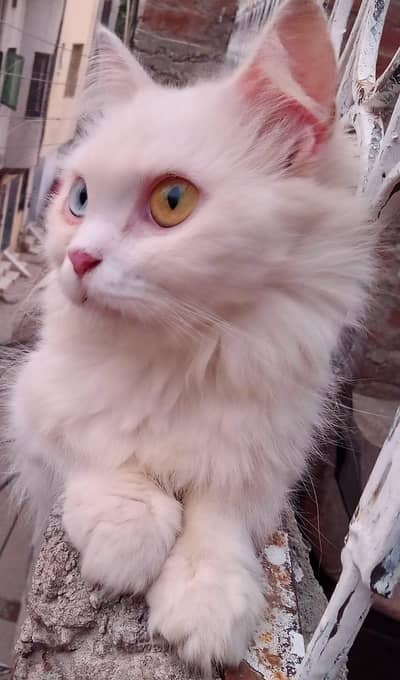 Wight colour persion cat